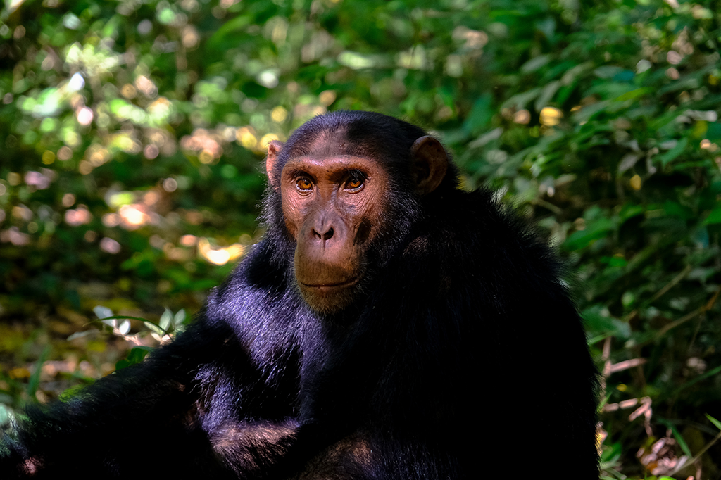 Island Wild Adventures Africa Chimpanzee Trekking in Uganda