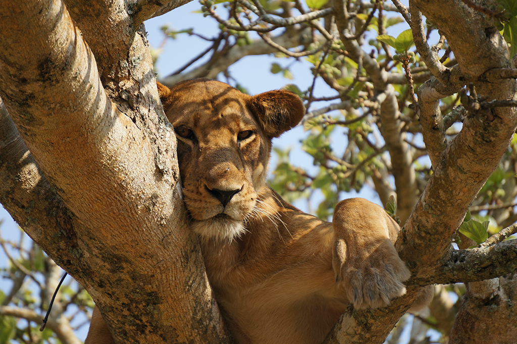 Island Wild Adventures Africa Queen Elizabeth National Park Tree Claiming Lions