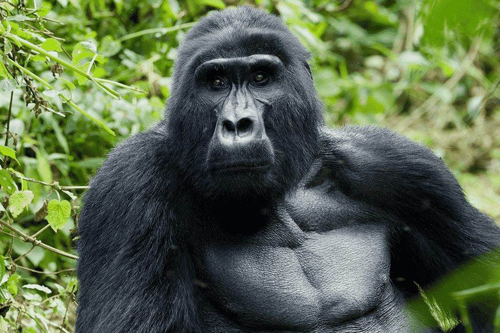 Island Wild Adventures Africa, Gorilla Trekking Bwindi Impenetrable National Park Uganda