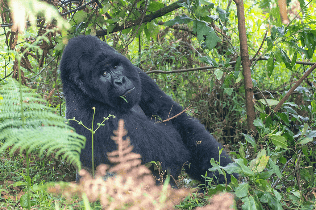 Island Wild Adventures Africa, Gorillas Trekking Mgahinga Gorilla National Park