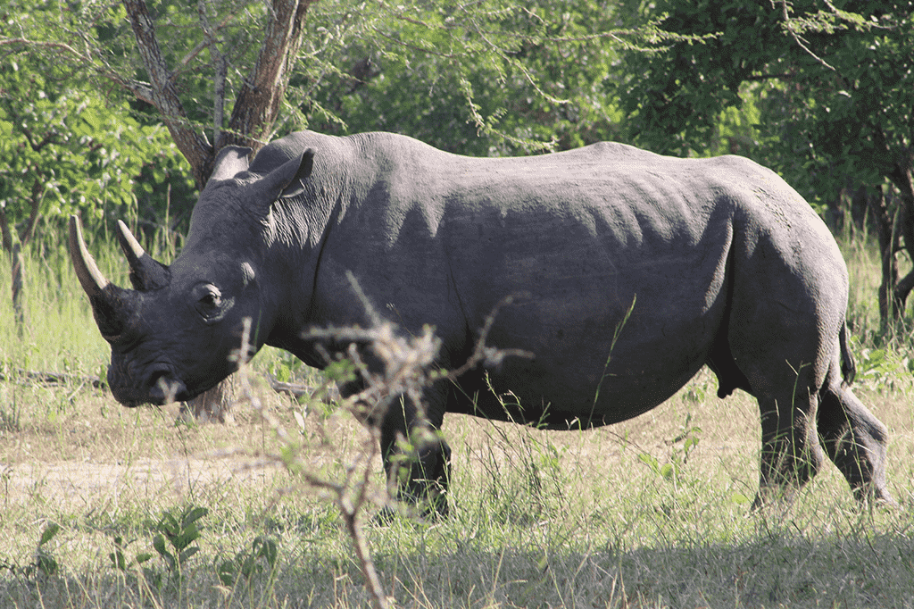 Ziwa Rhinos Sanctuary Island Wild Adventures Africa