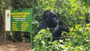 3 Days Gorilla Trekking ($1300 per person)