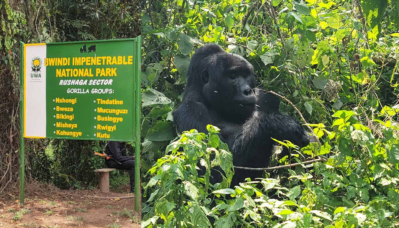 3 Days Gorilla Trekking ($1300 per person)