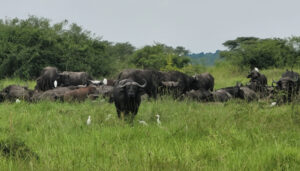 A 4 Days unforgettable wildlife safari in Queen Elizabeth National Park and Lake Mburo ($800 per person)