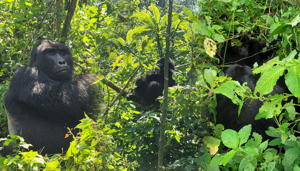 From Kigali, RWANDA to UGANDA, 2-Day Wonderfully Gorilla Trekking Safari in Uganda